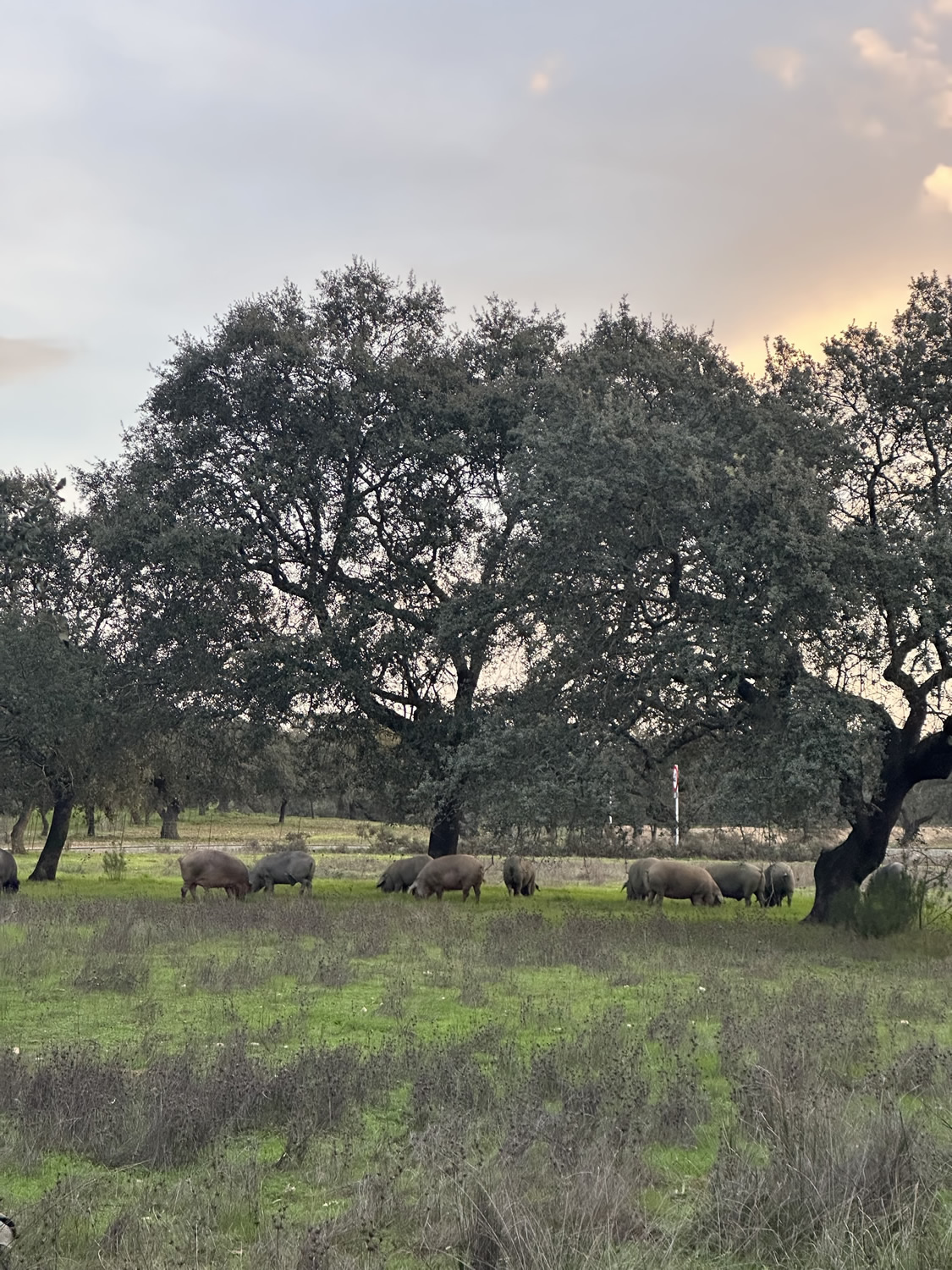 Jamones Asencio - Jamones en Huelva