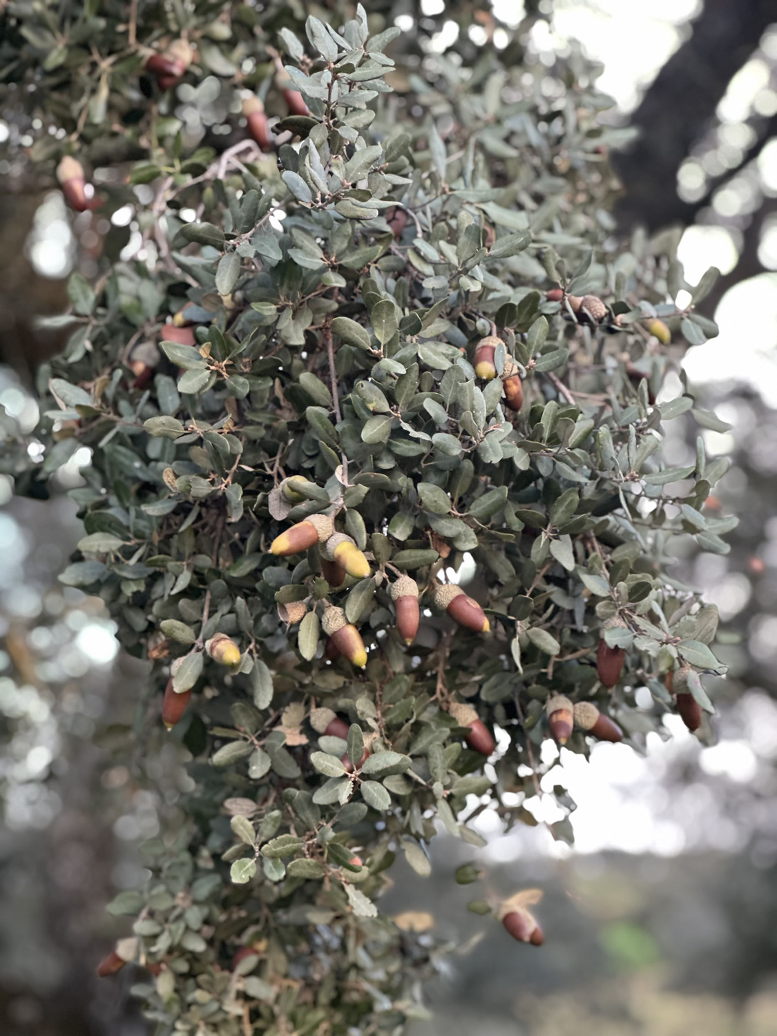 Jamones Asencio - Jamones en Huelva