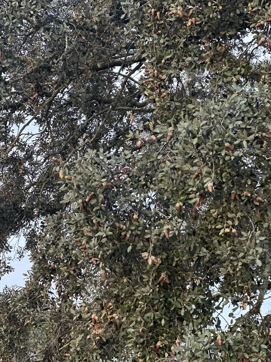 Jamones Asencio - Jamones en Huelva