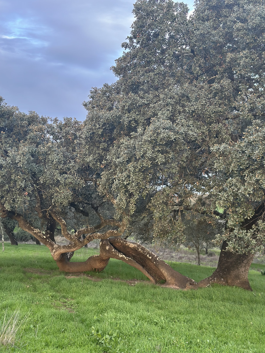 Jamones Asencio - Jamones en Huelva